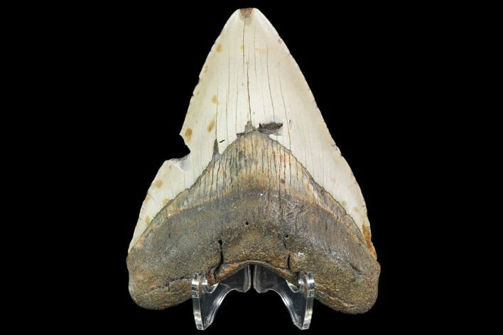 Bargain, Fossil Megalodon Tooth - Repaired #102874